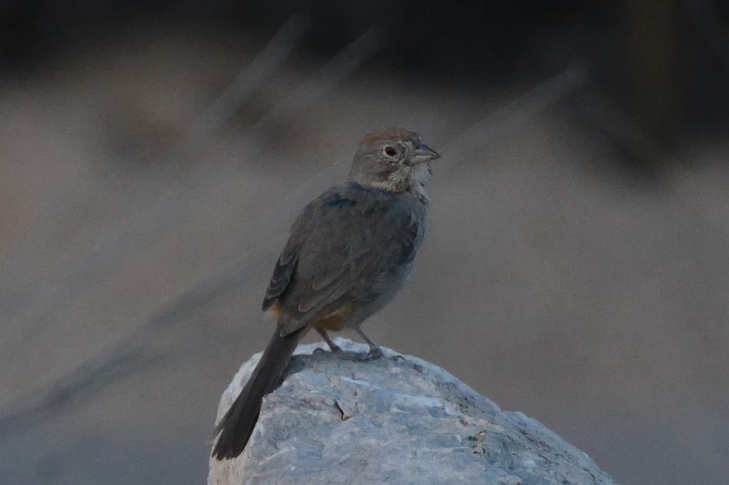 Towhee, Canyon, 2015-06039576 Albuquerque, NM.JPG - Canyon Towhee. A walk with Lee and Betty, Albuquerque, NM, 6-3-2015